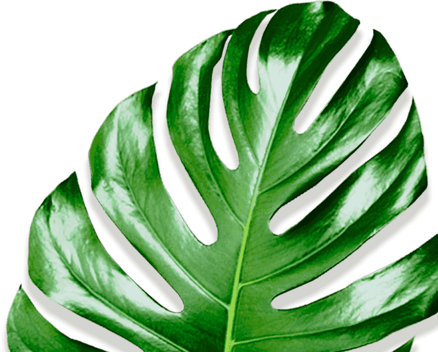 Movadex design agency green monstera leaf decoration 3