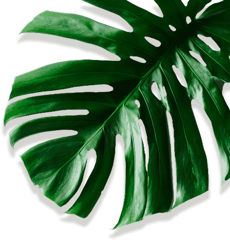 Movadex design agency green monstera leaf decoration 4